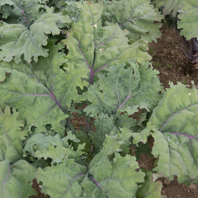 Kale Bunch