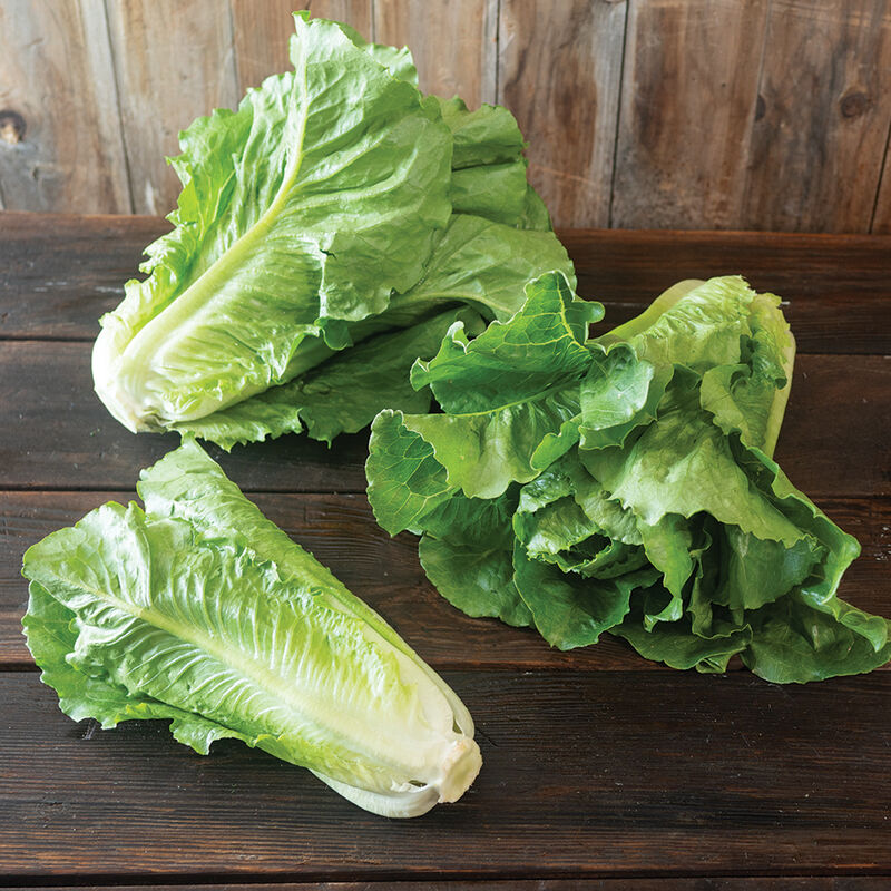 Romaine Heads