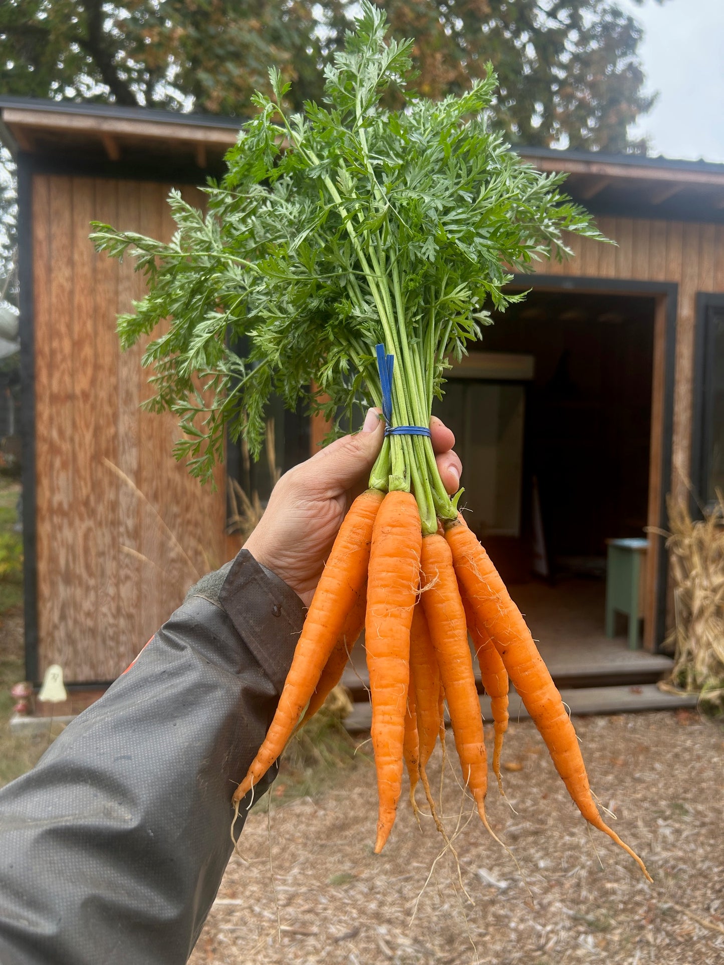 Candy Carrot Bunch