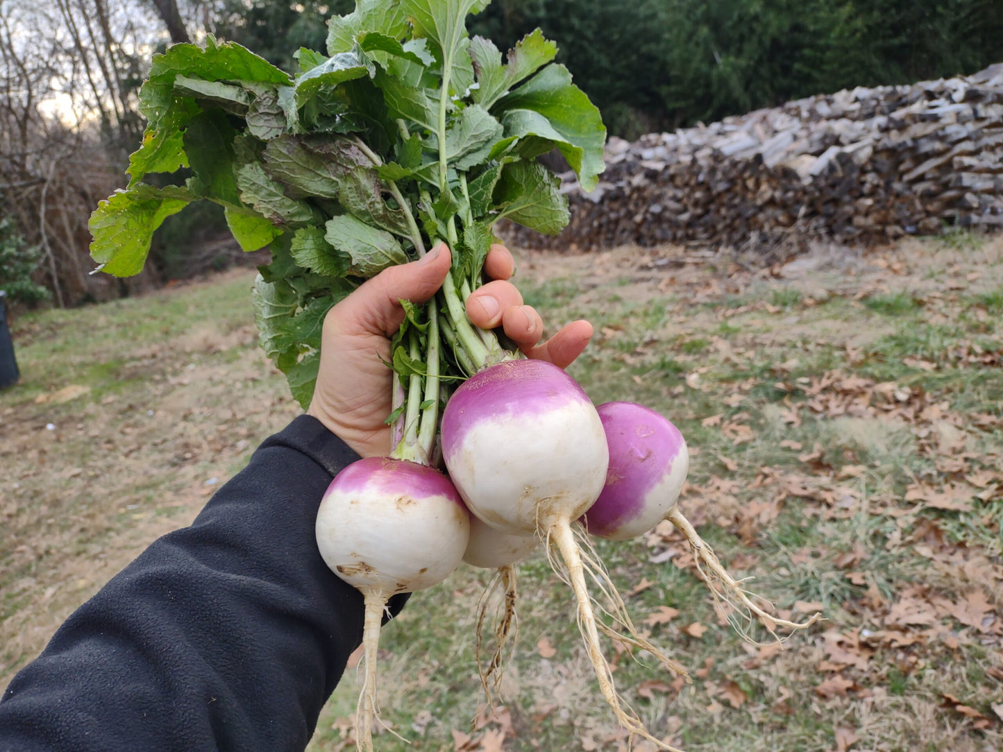 Purple Top Turnip