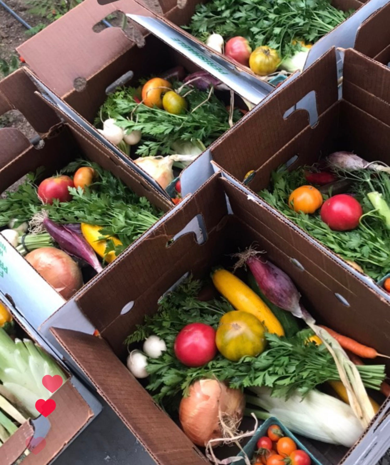 Harvest Box