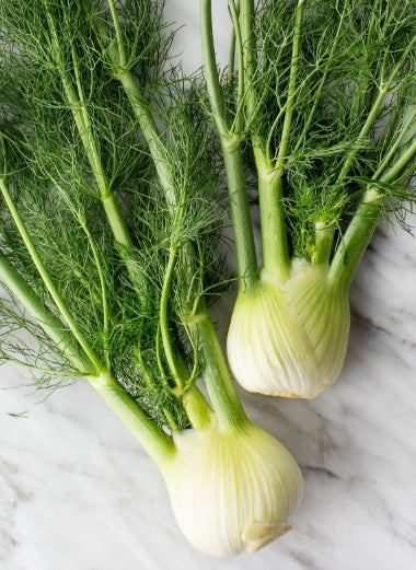 Fennel Bulbs