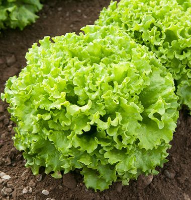Lettuce Heads - Summercrisp