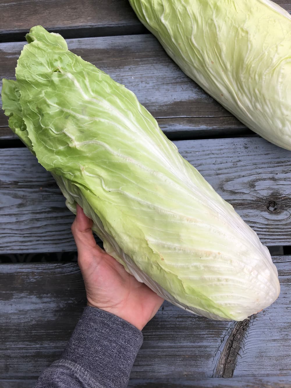 Radicchio, Sugarloaf