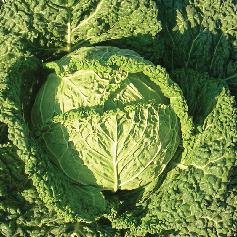 Cabbage, Savoy