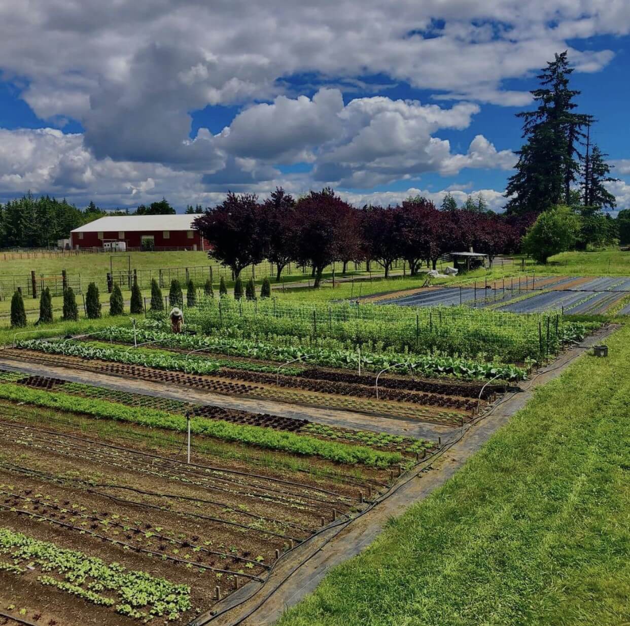 Seasonal Farm Boxes – Overcast Farm