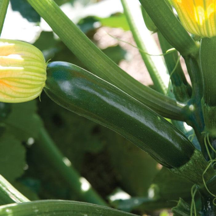 Zucchini