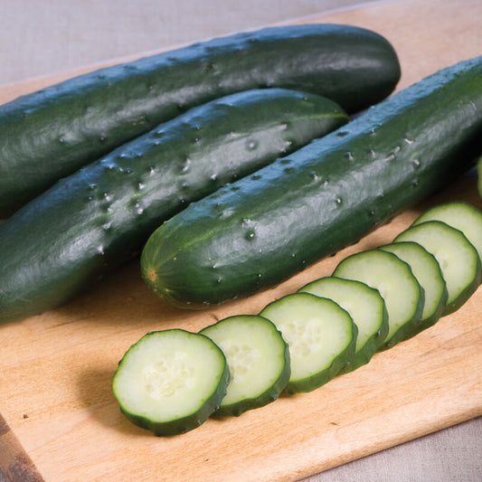 Cucumber, Slicer