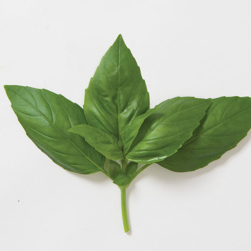 Basil Bunch