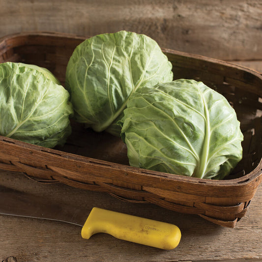 Cabbage, Green
