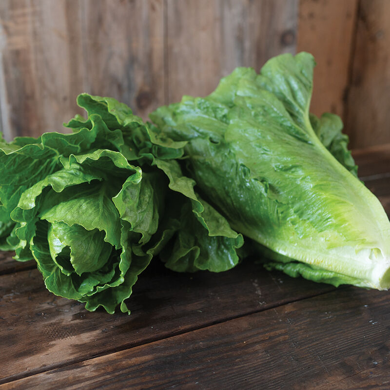 Baby Romaine
