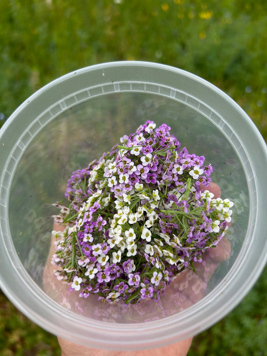 Alyssum Flowers