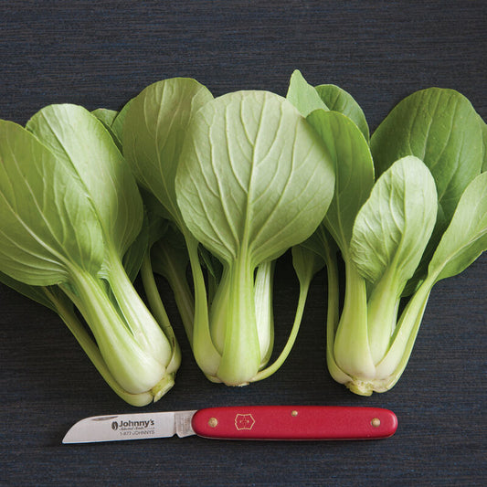 Bok Choi