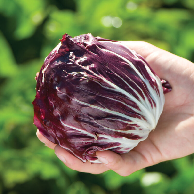 Radicchio, Chioggia