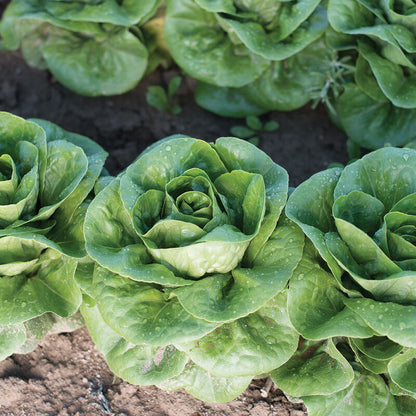 Little Gem Lettuce