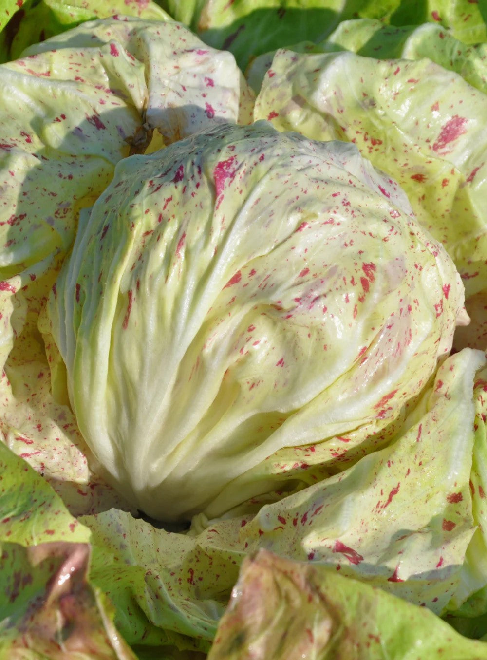Radicchio, Variegated