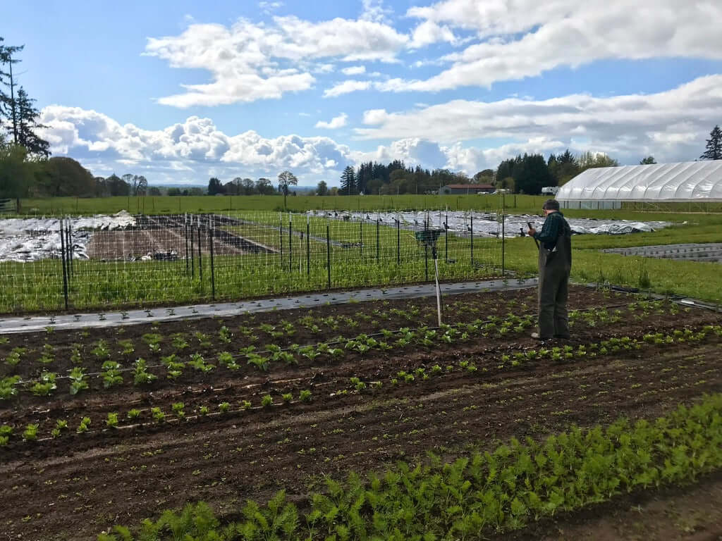 Person working in a field with rows of plants under a blue sky with clouds.