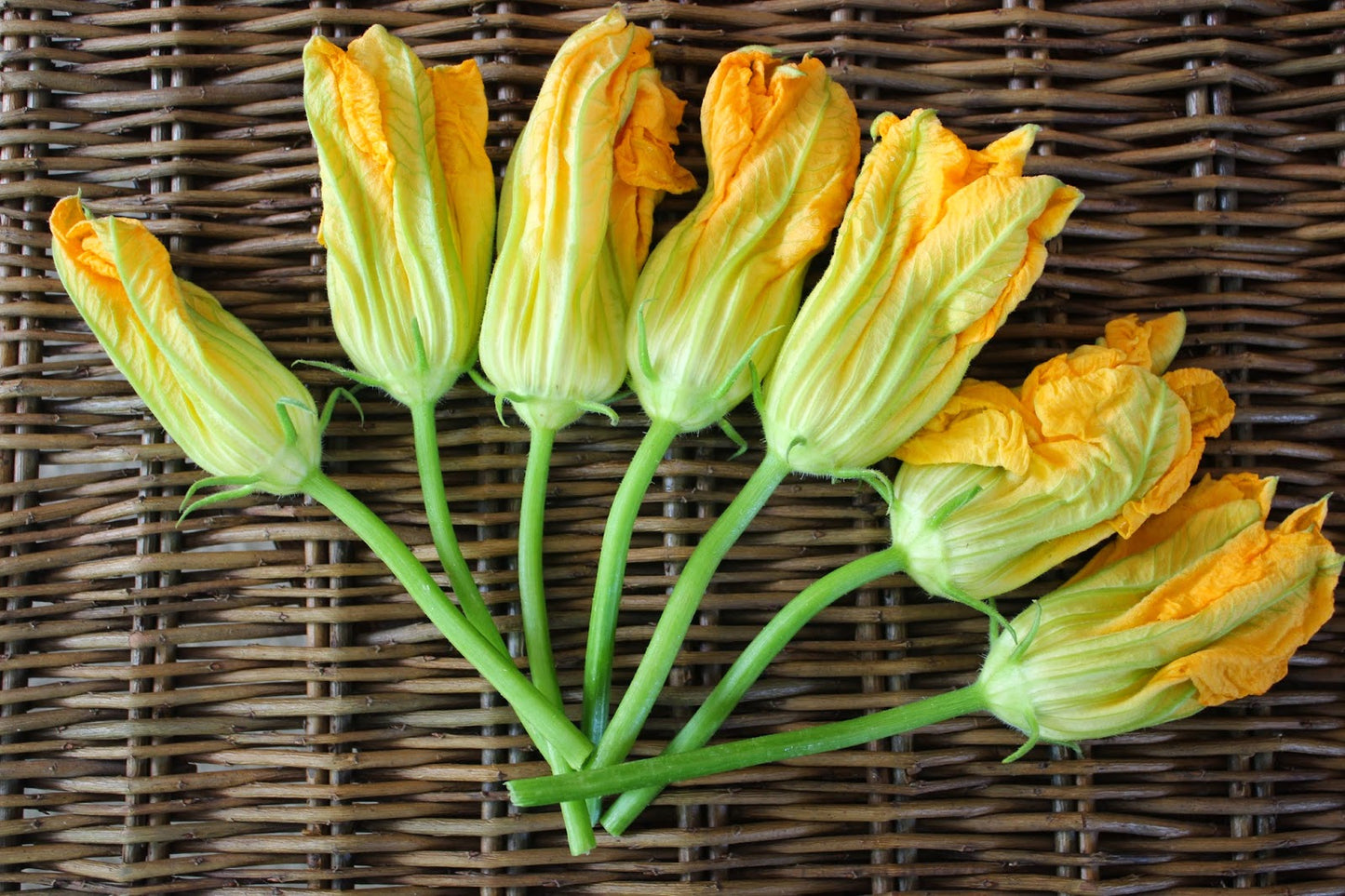 Squash Blossom Pack